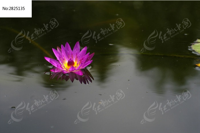 湖面上的莲花