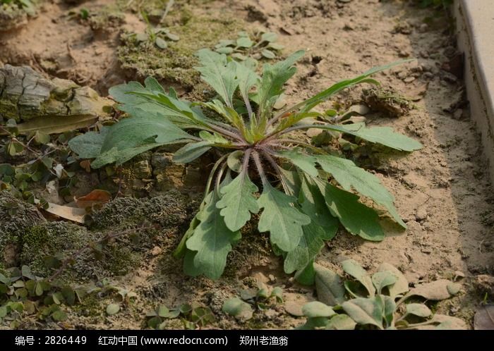 一株小蓬草