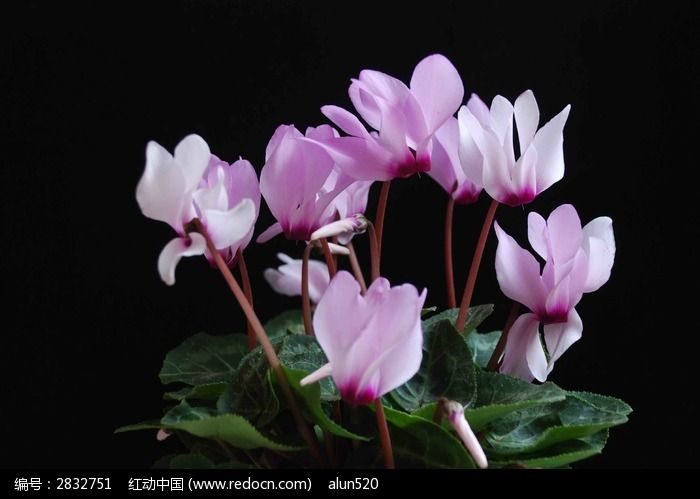 几串白紫色的仙客来花