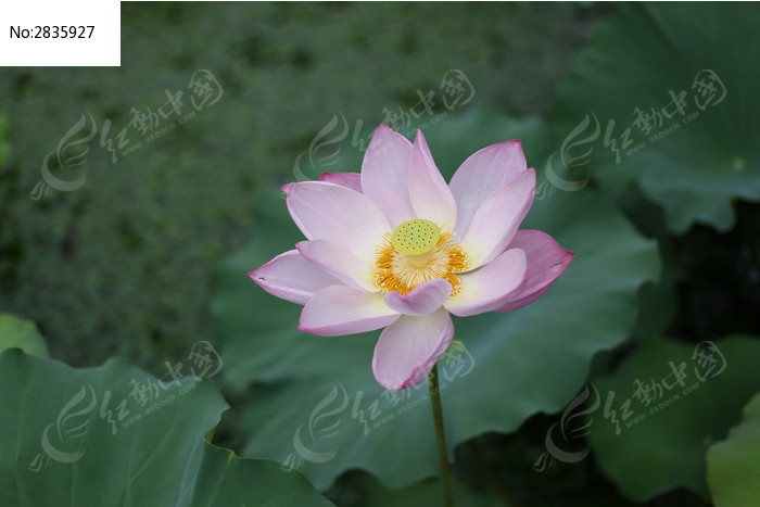 荷花 莲花 荷叶 池塘 夏季