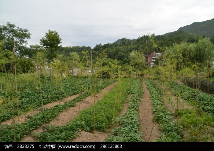 种着农作物的山田