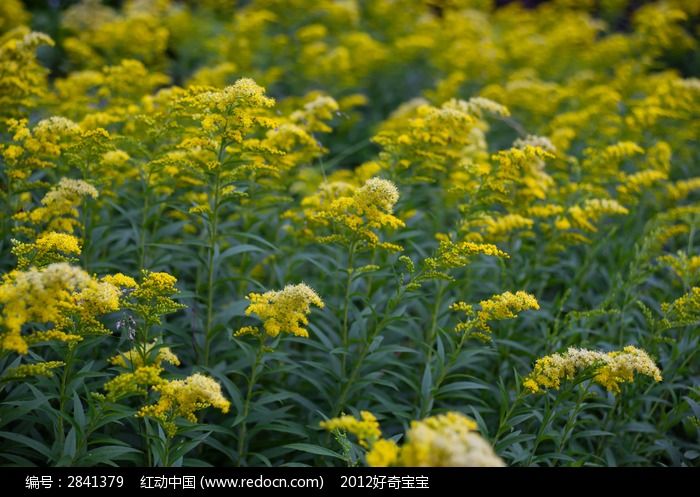 一大片开着小黄花的野草