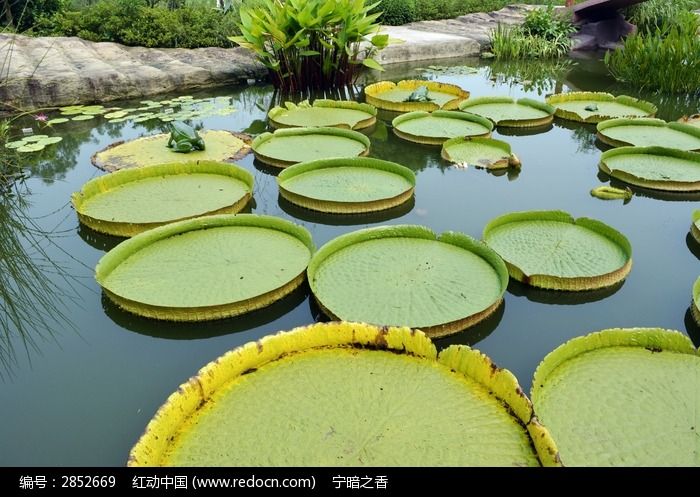 莲叶和莲花_传统图案_红动手机版