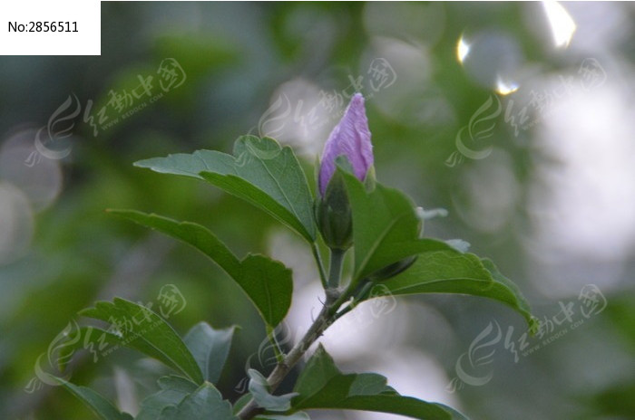 紫色的花苞