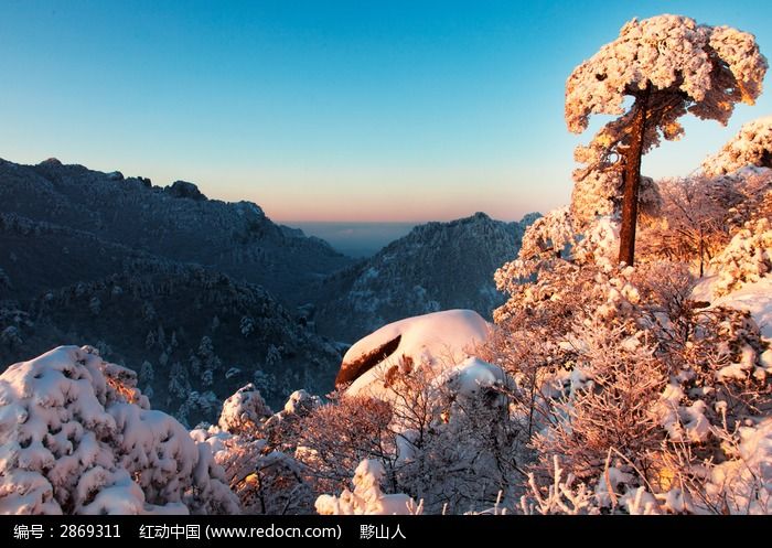 黄山雪压青松