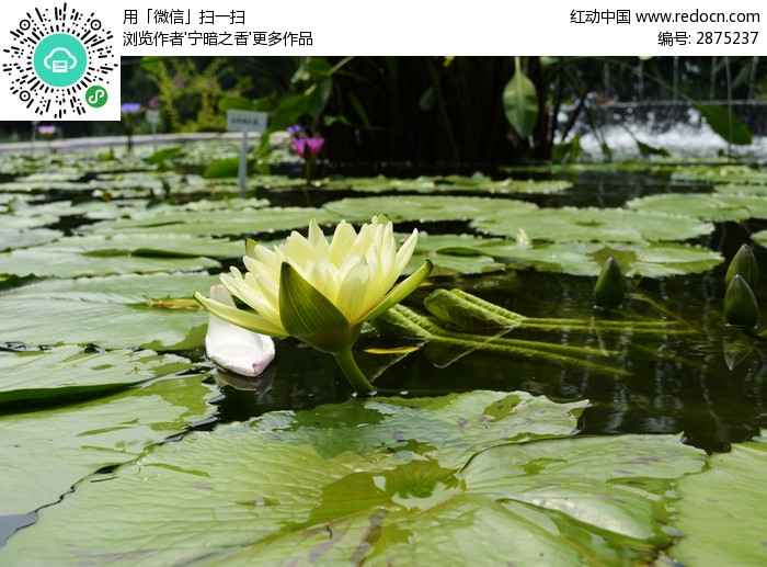 出淤泥而不染的黄色莲花图片