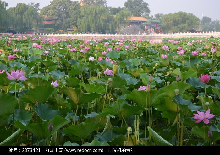湖面的荷花