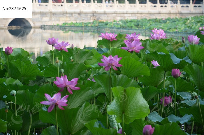 湖面荷花