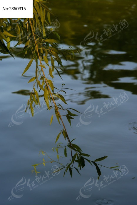 水波前的一缕柳枝