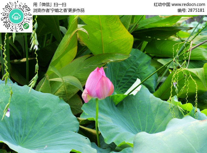 一朵漂亮的荷花