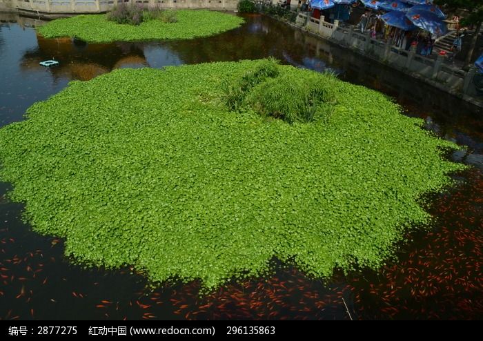 池塘里一片圆形的水草及成群的金鱼