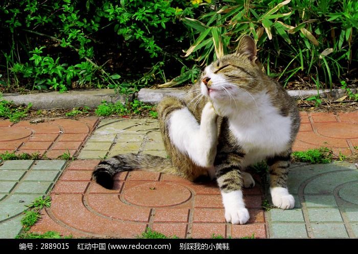 花猫阳光下挠痒