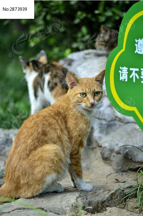 黄猫
