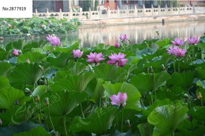 湖面荷花