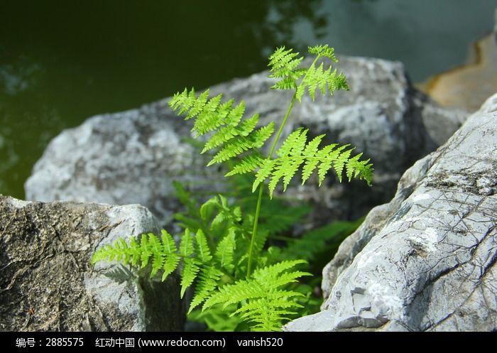 石缝里长出一颗小草