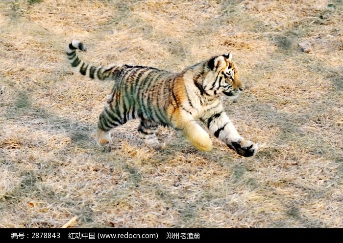 奔跑的小老虎