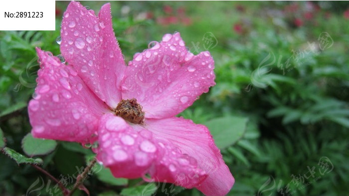 雨中的粉色小花