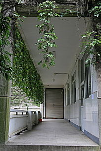 桂林电子科技大学研究生院走廊与爬山虎图片