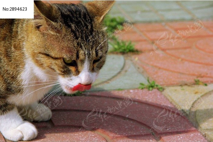 吐舌头的花猫