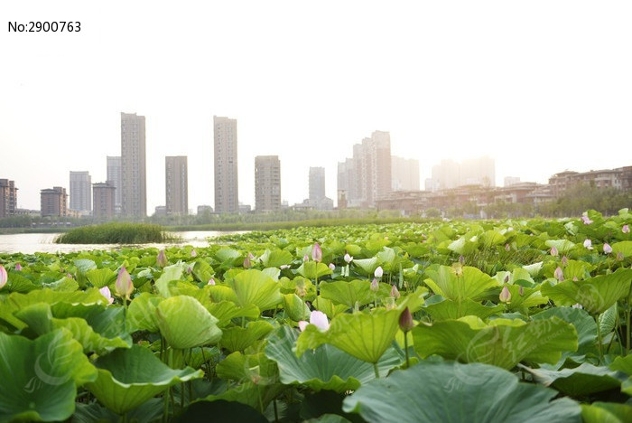 夕阳下的荷花池高清图片下载_红动网