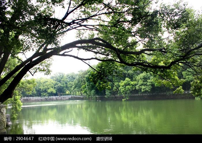 河边树木风景