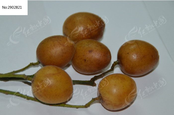 黄皮