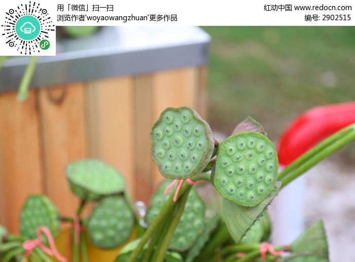 莲蓬图片素材图片