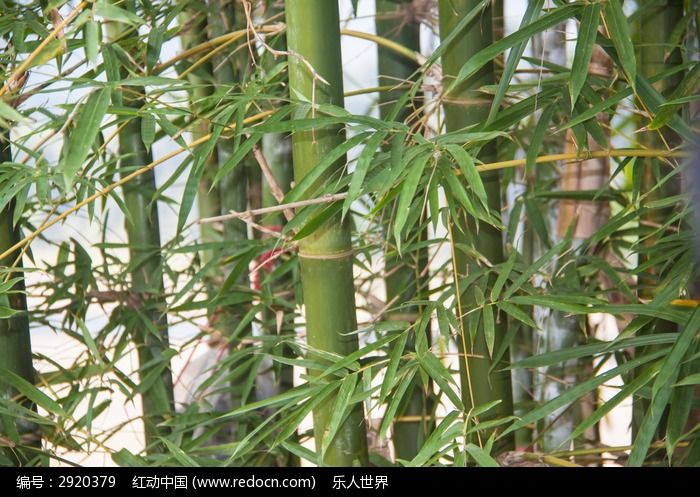 素材描述:红动网提供树木枝叶精美高清图片下载,您当前访问图片主题是竹子,编号是2920379, 文件格式是JPG,您下载的是一个压缩包文件,请解压后再使用看图软件打开,色彩模式是,图片像素是4752*3168像素,素材大小 是8.57 MB。
