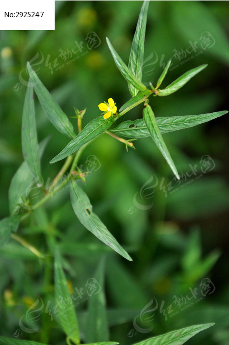 田间黄色的小花