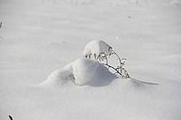 雪地里的草