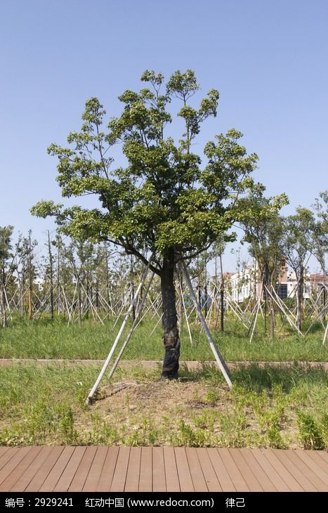 支架保护的绿化景观小树