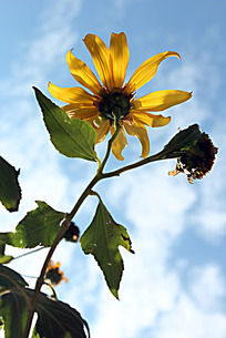 用瓜子和花瓣摆出的向日葵图案图片-动物|植物