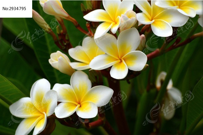 鸡蛋花