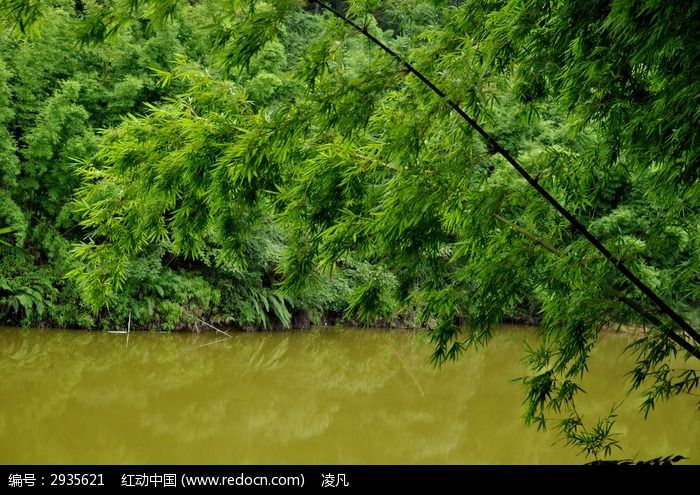 绿竹下的河流