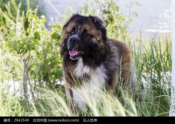 草原牧羊犬