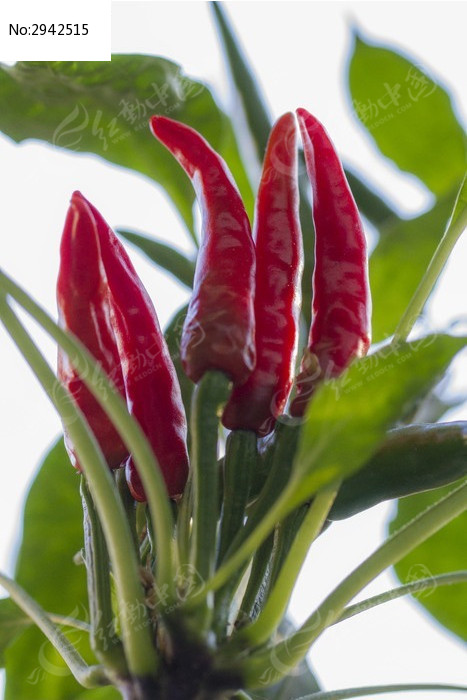 原创摄影图 动物植物 农作物 五棵红辣椒