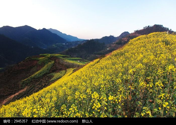 油菜花盛开山岗图片