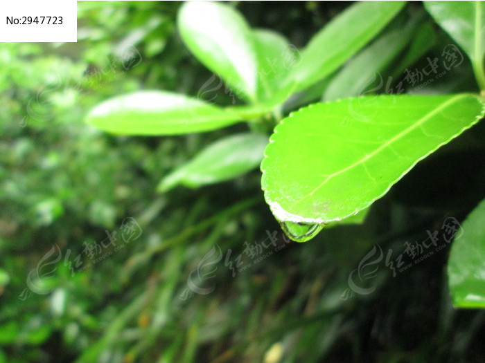 雨后清晨的绿叶