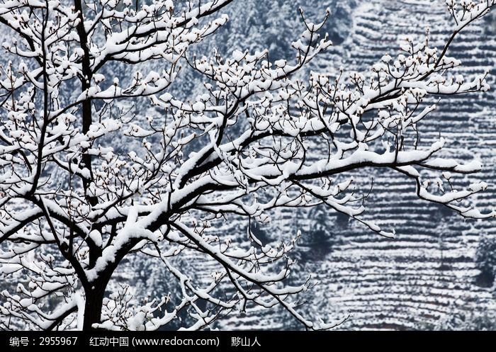 歙县长垓 雪中树枝