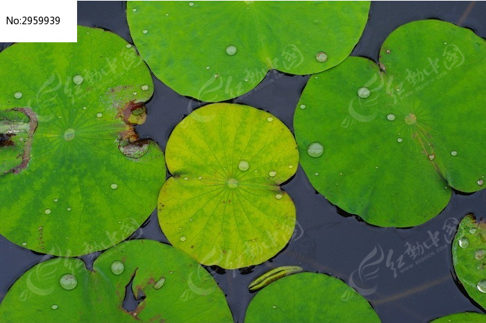 沾着雨滴的莲叶