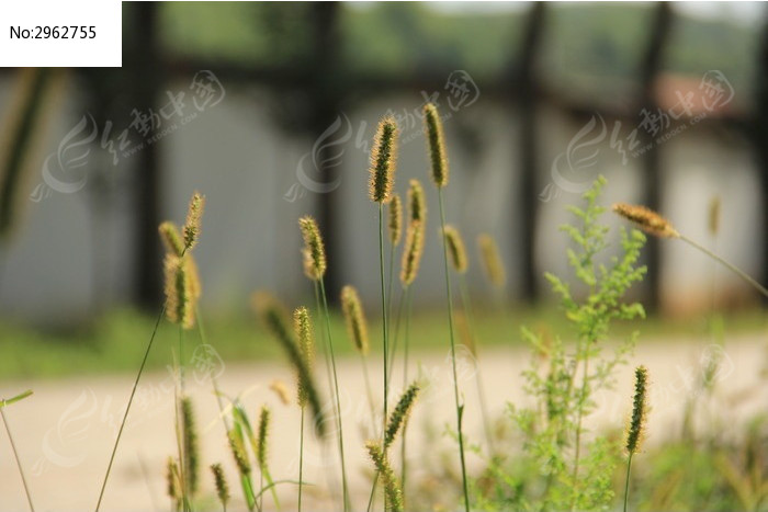 田野上的狗尾巴草