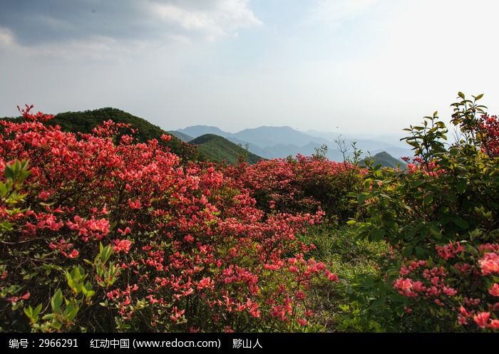 原创摄影图 动物植物 花卉花草 黟县五溪山 杜鹃丛漫山遍野