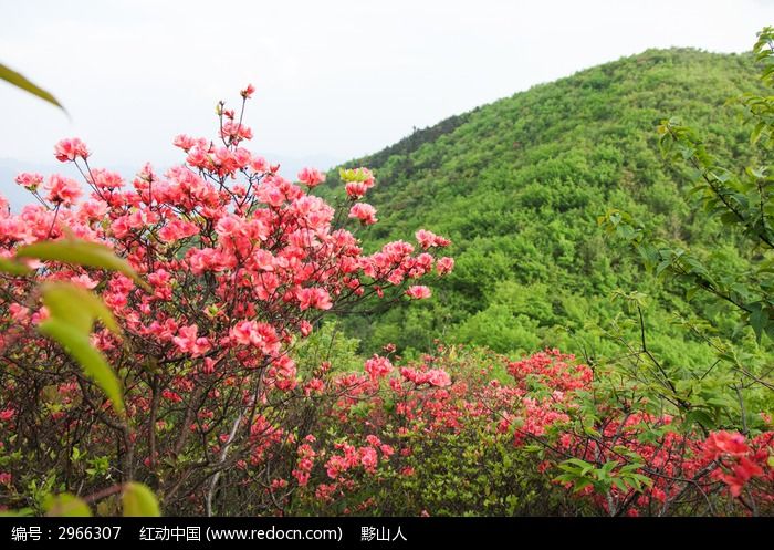 黟县五溪山 红杜鹃互比美艳