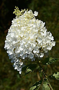 盛开的红色丁香花性格丁香花的图片图片