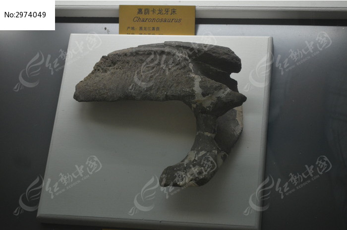 恐龙牙床
