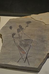 油页岩化石图片_科学技术图片