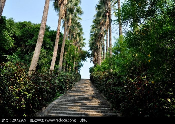 万石植物园内树木两边的石头阶梯