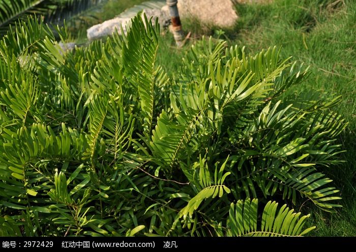 一棵铁树类植物