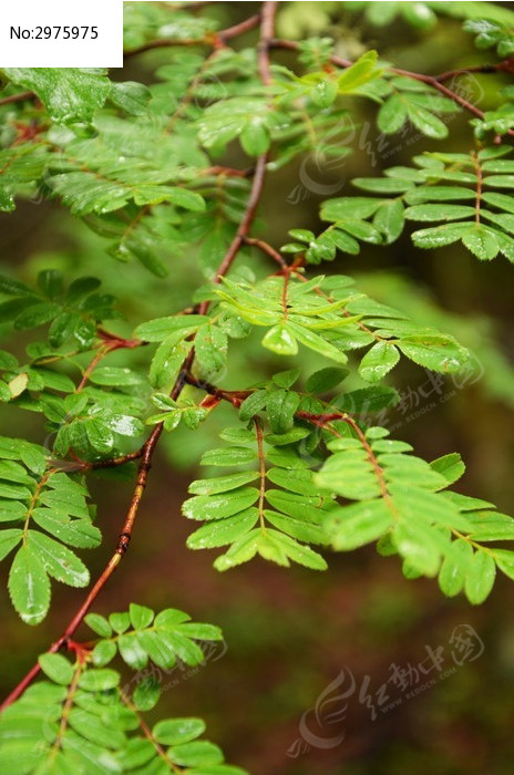 雨后的叶子