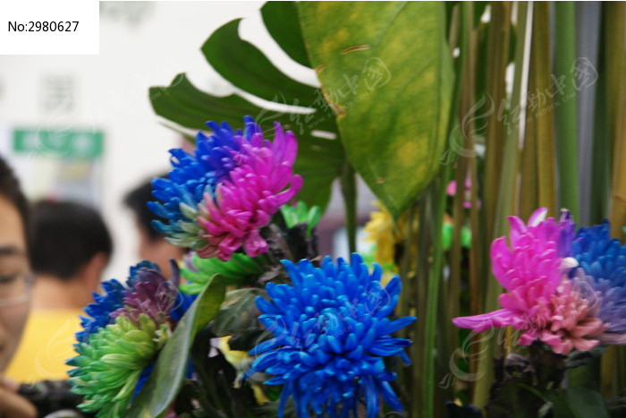 花博会上的彩色菊花